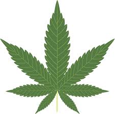 Marijuana Job Board Weedhire Plants Cannabis Career Hub